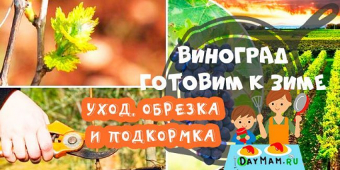 Hrozny na podzim: péče, ořezávání a krmení